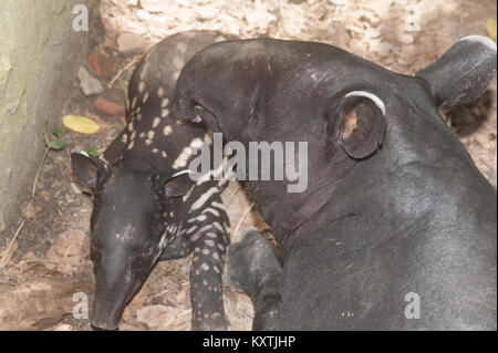 Malaiische Tapir (Tapirus Indicus), auch bekannt als der asiatischen Tapir. Stockfoto