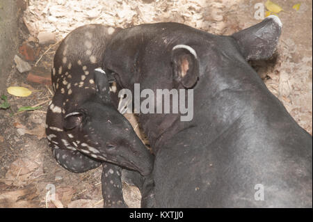 Malaiische Tapir (Tapirus Indicus), auch bekannt als der asiatischen Tapir. Stockfoto