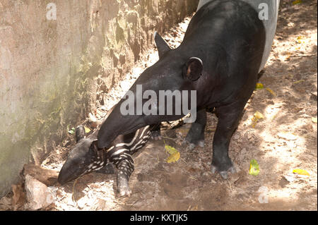 Malaiische Tapir (Tapirus Indicus), auch bekannt als der asiatischen Tapir. Stockfoto