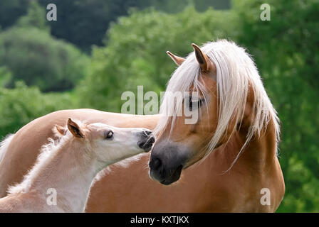 Haflinger Pferde, Stute mit Fohlen, Seite an Seite, knuddeln, die niedlichen Baby avelignese Pony dreht sich vertrauensvoll auf seine Mami, Deutschland. Stockfoto