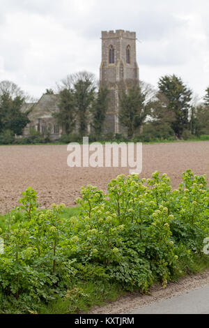 Alexanders (Smyrnium olusatrum), bei Verkehrskontrollen Kante wächst. April. St Marys Kirche HICKLING Dorf im Hintergrund. NORFOLK. ENGLAND. Großbritannien Stockfoto