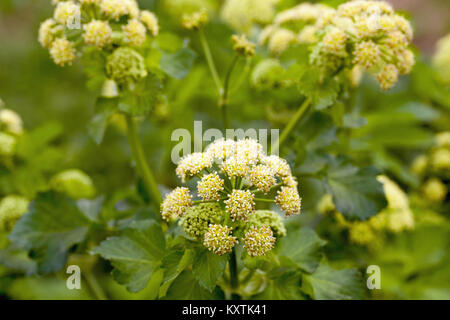 Alexanders (Smyrnium olusatrum). Kurz am Straßenrand. Hickling. Norfolk. UK. Stockfoto