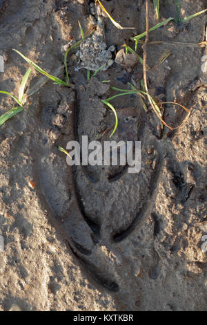 Red Deer (Cervus elaphus). Fußspuren im nassen Boden eines landwirtschaftlichen Feld. Hirschkuh oder weiblich. Kleineren linken vorderen Fuß in Eindruck von lef gemacht platziert Stockfoto