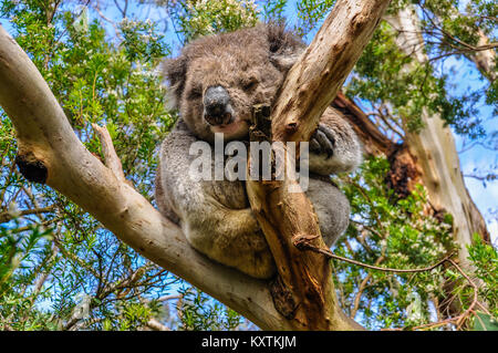Schlafenden koala auf der Great Ocean Road in Australien Stockfoto