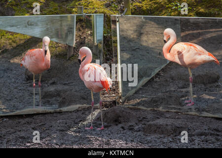Chilenischer Flamingo (Phoenicopterus sp.) Zentrum und Reflexionen in zwei benachbarten Spiegel, die auf beiden Seiten. Eine von einer kleinen Herde Amazona Z Stockfoto
