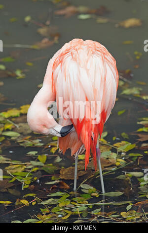 Chilenische Flamingo (Phoenicopterus Chilensis). Putzen. Feder-Pflege und Wartung. Stockfoto