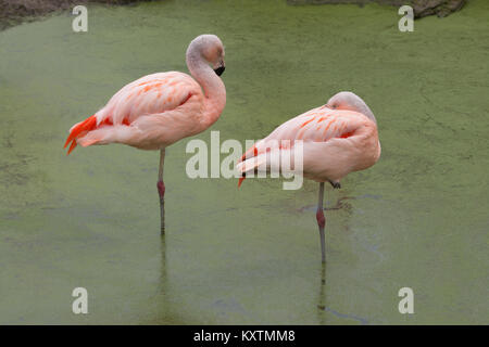 Chilenische Flamingos Phoenicopterus Sp.. Zwei Erwachsene, unreifen Vögel in Ruhe stehen, jeder auf einem Bein oder Fuß, im flachen Wasser, diese Spezies Stockfoto