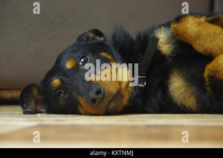 Die traurige mutt auf dem Boden liegt. Ein shaggy enrage Hund. Stockfoto