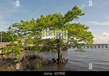 NC-01255-00... NORTH CAROLINA - eine stattliche alte kahle Zypern Baum liegt direkt an der Promenade in der currituck Sound bei der Ente. Stockfoto