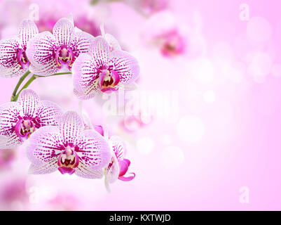 Floraler Hintergrund von tropischen Orchideen Stockfoto