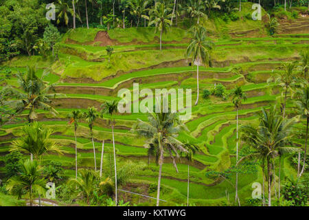 Einen schönen Blick auf die tegallalang Terraced Rice Fields in Ubud, Bali, Indonesien. Stockfoto