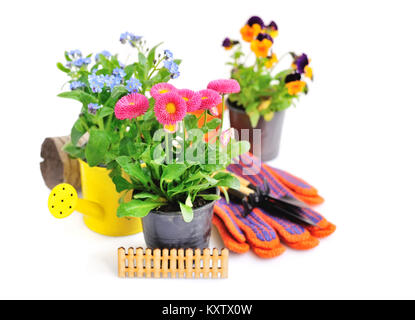 Marguerite Blumen und andere Frühling Blumen und Garten Werkzeuge auf weißem Hintergrund Stockfoto