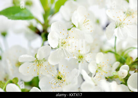 Flowering cherry Zweig mit Tautropfen Stockfoto