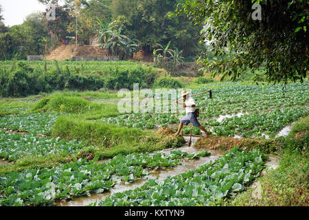 Landwirt springen in Kohl Garten in Myanmar Stockfoto