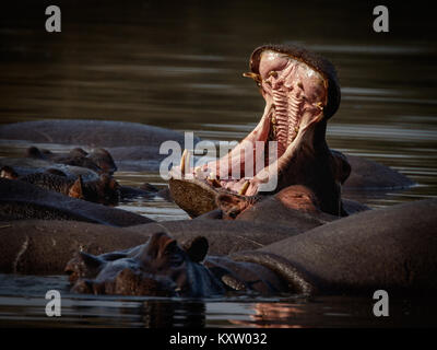 Hippo Warnung Stockfoto