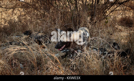 Packung mit Afrikanische Wildhunde Ausruhen im Schatten Stockfoto