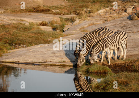 Zebra Trinken bei Sonnenaufgang Stockfoto