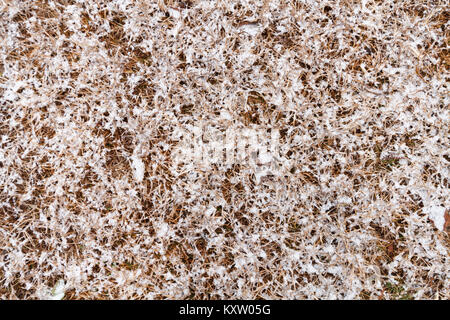 Ein frisches Licht Schnee hat auf braunem Gras im Winter gefallen als von oben gesehen. Stockfoto
