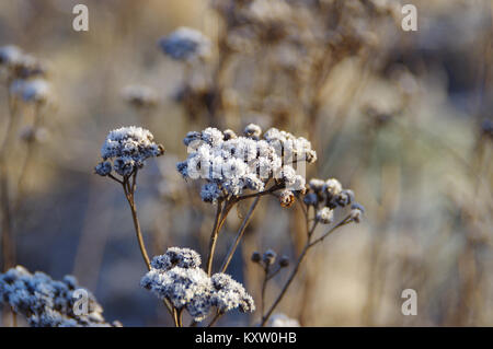 Ein Raureif und Kristalle auf Pflanzen Bedienhebel auf Gefrostete Wiese im Winter. Brisk morgen im Sonnenlicht. Stockfoto