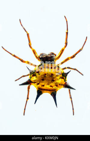 Stachelige Orbweaver Spinne im Harz - Sambia Stockfoto