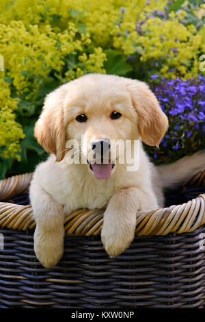 Golden Retriever Hunde Welpen in einem Weidenkorb inmitten von Blumen im Garten sitzen, Retriever sehr intelligent sind und treuen Hunde Stockfoto