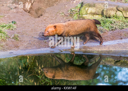 Eine Bush Hund läuft rund um die Seite von einem Pool von Wasser eine schöne Reflexion. Stockfoto