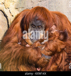 Ein Baby Sumatra Orang-Utans in die Arme seiner Mutter gehalten, da sie warm in der Sonne. Stockfoto