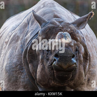 Mehr one-horned Rhinoceros füllt die Frame nach dem Nachmittag ein. Dies wird auch als der Große Indische Nashorn bekannt. Stockfoto