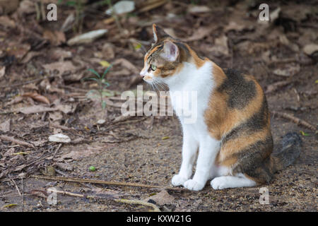 Calico Katze sitzt und wartet auf den grünen Boden im Wald Stockfoto