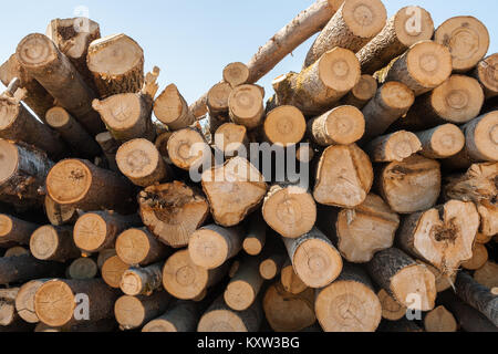 Haufen gestapelt Übereinander frisch Kiefer kleine Holz. Stockfoto