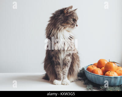 ? Ute Kätzchen sitzt auf einem Tisch in der Nähe von tannenzweigen und duftenden Mandarinen auf einer Platte Stockfoto