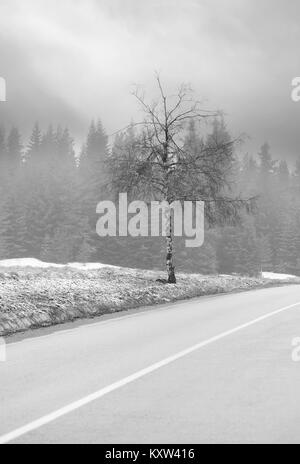 Misty Wald und Baum in der Nähe von Forest Road, abstrakte minimal schwarze und weiße vertikale Landschaft Stockfoto