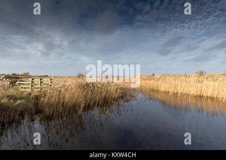 Am späten Nachmittag Sonnenlicht auf das Schilf, die in einem Kanal an der Kent's Wildlife Trust Oare Sümpfe Naturschutzgebiet, Oare, Faversham, Kent, Großbritannien reflektiert werden. Stockfoto