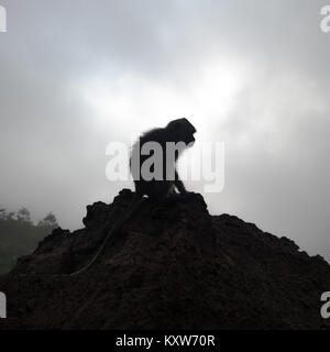 Affe sitzt auf einem Stein Stockfoto