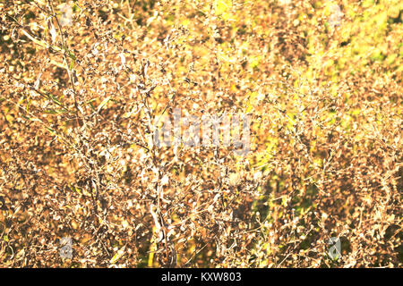 Dead Flowers in den Feldern an einem sonnigen Tag Stockfoto