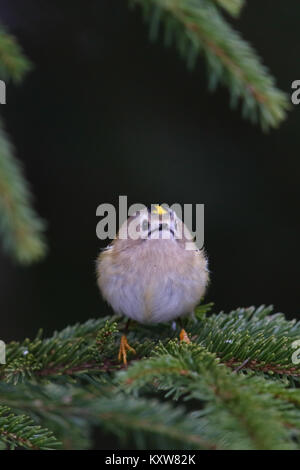 (Goldcrest Regulus Regulus), Europa Stockfoto