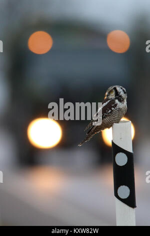 Nortthern Hawk Owl (Surnia Ulula) auf die Gefahr durch die Jagd Nagetiere am Straßenrand. Estland, Europa. Stockfoto