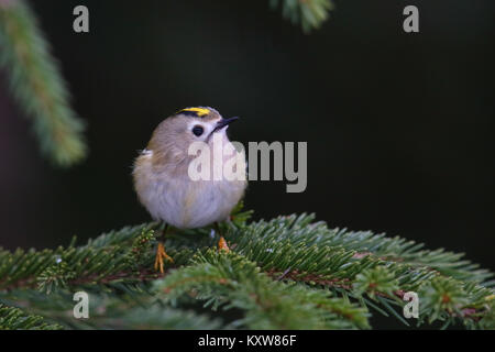 (Goldcrest Regulus Regulus), Europa Stockfoto