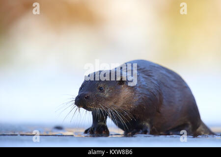 Portrait von wild Fischotter (Lutra lutra), Europa Stockfoto