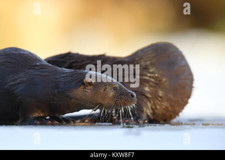 Wild Fischotter (Lutra lutra), Europa Stockfoto