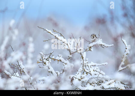 Wild Hawk Owl (Surnia Ulula) im Winter. Stockfoto