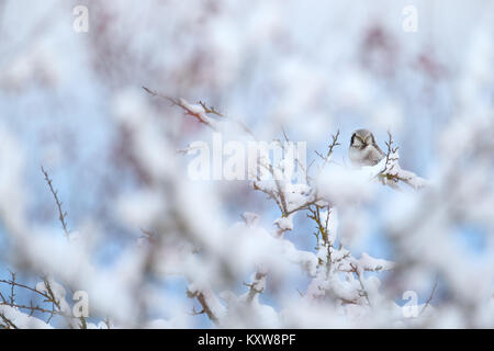 Wild Hawk Owl (Surnia Ulula) im Winter. Stockfoto