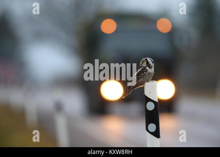 Nortthern Hawk Owl (Surnia Ulula) auf die Gefahr durch die Jagd Nagetiere am Straßenrand. Estland, Europa. Stockfoto