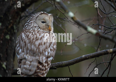 Porträt von wilden Habichtskauz (Strix Uralensis), Europa Stockfoto