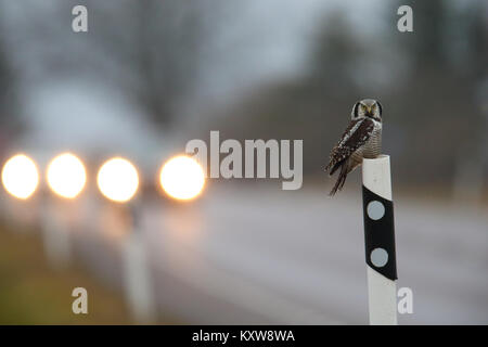 Nortthern Hawk Owl (Surnia Ulula) auf die Gefahr durch die Jagd Nagetiere am Straßenrand. Estland, Europa. Stockfoto