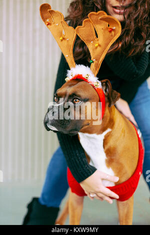 Boxer (Hund) mit Geweih Stockfoto