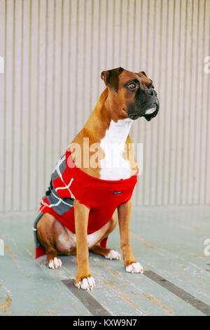 Boxer (Hund) mit Geweih Stockfoto