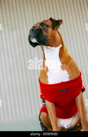 Boxer (Hund) mit Geweih Stockfoto