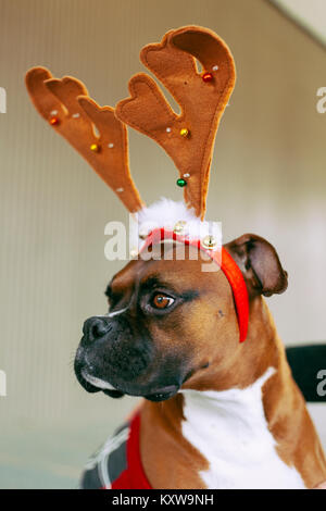 Boxer (Hund) mit Geweih Stockfoto