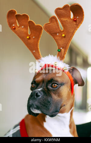 Boxer (Hund) mit Geweih Stockfoto